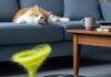 Top Robot Vacuums Under $500 for Pet Hair & Dust Robot Vacuum vs. Pet Hair: A Cat's-Eye View of the Chaos